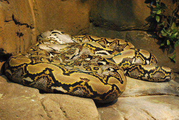 Reticulated Python